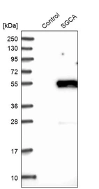 Western blot analysis in control (vector only transfected HEK293T lysate) and SGCA over-expression lysate (Co-expressed with a C-terminal myc-DDK tag (~3.1 kDa) in mammalian HEK293T cells, LY400004).