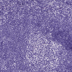Anti-IGF2 Antibody