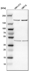 Western blot analysis in mouse cell line NIH-3T3 and rat cell line NBT-II.