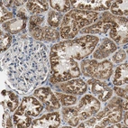 Immunohistochemical staining of human kidney shows strong positivity in mitochondria in cells in tubules.