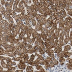 Immunohistochemical staining of human liver shows strong positivity in mitochondria in hepatocytes.