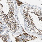 Immunohistochemical staining of human testis shows strong positivity in mitochondria in cells in seminiferous ducts.