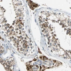 Immunohistochemical staining of human testis shows strong positivity in mitochondria in cells in seminiferous ducts.