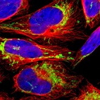 Immunofluorescent staining of human cell line U-2 OS shows localization to mitochondria.