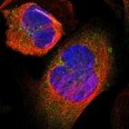 Immunofluorescent staining of human cell line U-2 OS shows localization to cytosol & mitochondria.