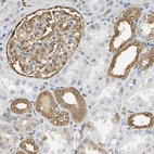 Immunohistochemical staining of human kidney shows moderate cytoplasmic positivity in cells in distal tubules and in glomeruli.