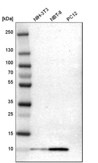 Western blot analysis in mouse cell line NIH-3T3, rat cell line NBT-II and rat cell line pC12.