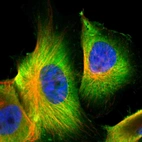 Immunofluorescent staining of human cell line U-251 MG shows localization to plasma membrane & cytosol.