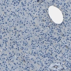 Immunohistochemical staining of human pancreas shows very weak positivity in exocrine glandular cells as expected.