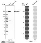 Western blot analysis in human cell lines HeLa and SK-MEL-30 using Anti-COL3A1 antibody. Corresponding COL3A1 RNA-seq data are presented for the same cell lines. Loading control: Anti-COX4I1.
