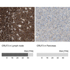 Anti-CRLF3 Antibody