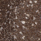 Immunohistochemical staining of human lymph node shows high expression.