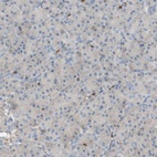 Immunohistochemical staining of human pancreas shows low expression as expected.