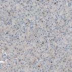 Immunohistochemical staining of human pancreas shows low expression as expected.