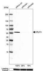 Western blot analysis in U2OS cells transfected with control siRNA, target specific siRNA probe #1 and #2, using Anti-CRLF3 antibody. Remaining relative intensity is presented. Loading control: Anti-GAPDH.