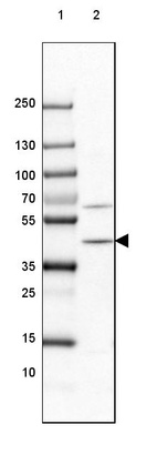 Lane 1: Marker [kDa] 250, 130, 100, 70, 55, 35, 25, 15, 10_br/_Lane 2: Mouse Cerebral Cortex tissue