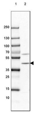 Lane 1: Marker [kDa] 250, 130, 100, 70, 55, 35, 25, 15, 10_br/_Lane 2: Mouse Cerebral Cortex tissue