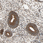 Immunohistochemical staining of human endometrium shows moderate granular cytoplasmic positivity in in glandular cells.