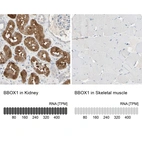 Anti-BBOX1 Antibody