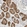 Anti-BBOX1 Antibody