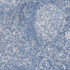 Immunohistochemical staining of human tonsil shows no positivity in lymphoid cells as expected.