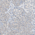 Immunohistochemical staining of human pancreas shows no positivity in exocrine glandular cells as expected.