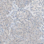 Immunohistochemical staining of human pancreas shows no positivity in exocrine glandular cells as expected.