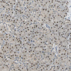 Immunohistochemical staining of human pancreas shows moderate nuclear positivity in exocrine glandular cells.