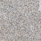 Immunohistochemical staining of human pancreas shows moderate nuclear positivity in exocrine glandular cells.