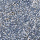 Immunohistochemical staining of human tonsil shows weak nuclear positivity in non-germinal center cells.