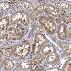 Immunohistochemical staining of human kidney shows moderate granular cytoplasmic positivity in cells in tubules.