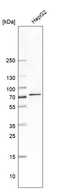 Anti-MGAT4A Antibody