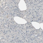 Immunohistochemical staining of human pancreas shows no positivity in exocrine glandular cells as expected.