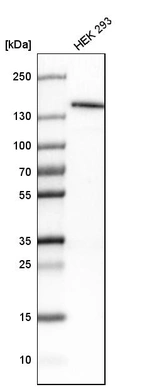 Western blot analysis in human cell line HEK 293.