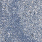 Immunohistochemical staining of human lymph node shows low expression as expected.