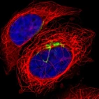Immunofluorescent staining of human cell line A-431 shows localization to the Golgi apparatus.