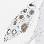 Immunohistochemical staining of human breast shows strong cytoplasmic positivity in glandular cells.