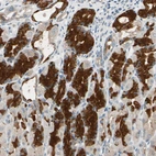 Immunohistochemical staining of human stomach shows strong cytoplasmic positivity in glandular cells.