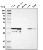 Anti-CAPZA2 Antibody