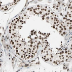 Immunohistochemical staining of human Testis shows strong nuclear positivity in cells in seminiferous ducts and Leydig cells.