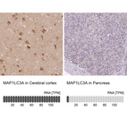 Anti-MAP1LC3A Antibody