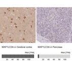 Anti-MAP1LC3A Antibody