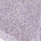 Immunohistochemical staining of human pancreas shows low expression as expected.