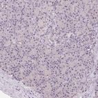 Immunohistochemical staining of human pancreas shows low expression as expected.