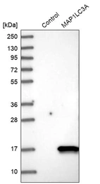 Western blot analysis in control (vector only transfected HEK293T lysate) and MAP1LC3A over-expression lysate (Co-expressed with a C-terminal myc-DDK tag (~3.1 kDa) in mammalian HEK293T cells, LY403169).