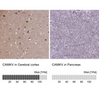 Anti-CAMKV Antibody