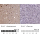 Anti-CAMKV Antibody