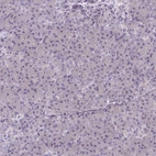 Immunohistochemical staining of human pancreas shows low expression as expected.