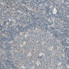 Immunohistochemical staining of human lymph node shows no positivity in non-germinal center cells as expected.