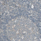 Immunohistochemical staining of human lymph node shows no positivity in non-germinal center cells as expected.